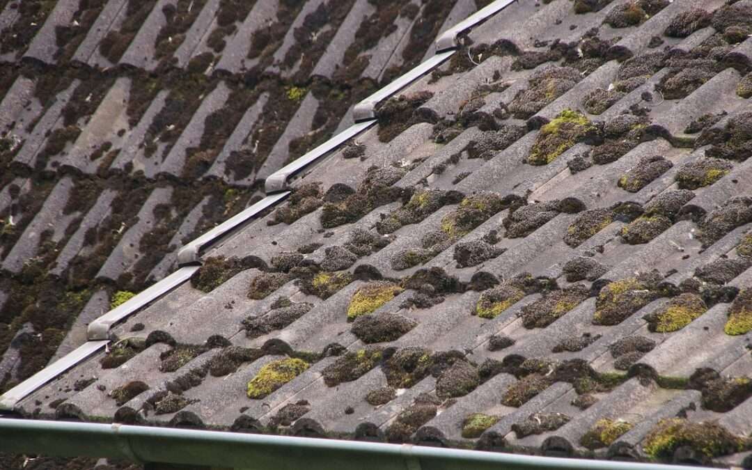 How to Prevent Algae on Your Roof